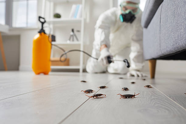 Commercial Rodent Management in Shaw Heights